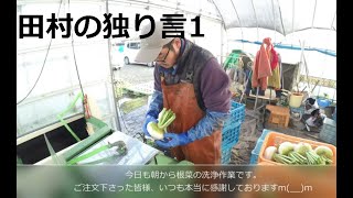 【種採り農家・田村の独り言 1】根菜を洗いながら思う事、コロナ禍で大変な中、ご注文頂きましてありがとうございます。