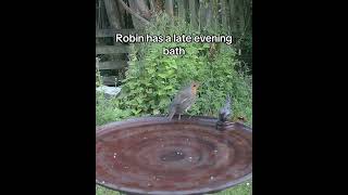 Little Robin has a late evening bath #birdbath #birdcam
