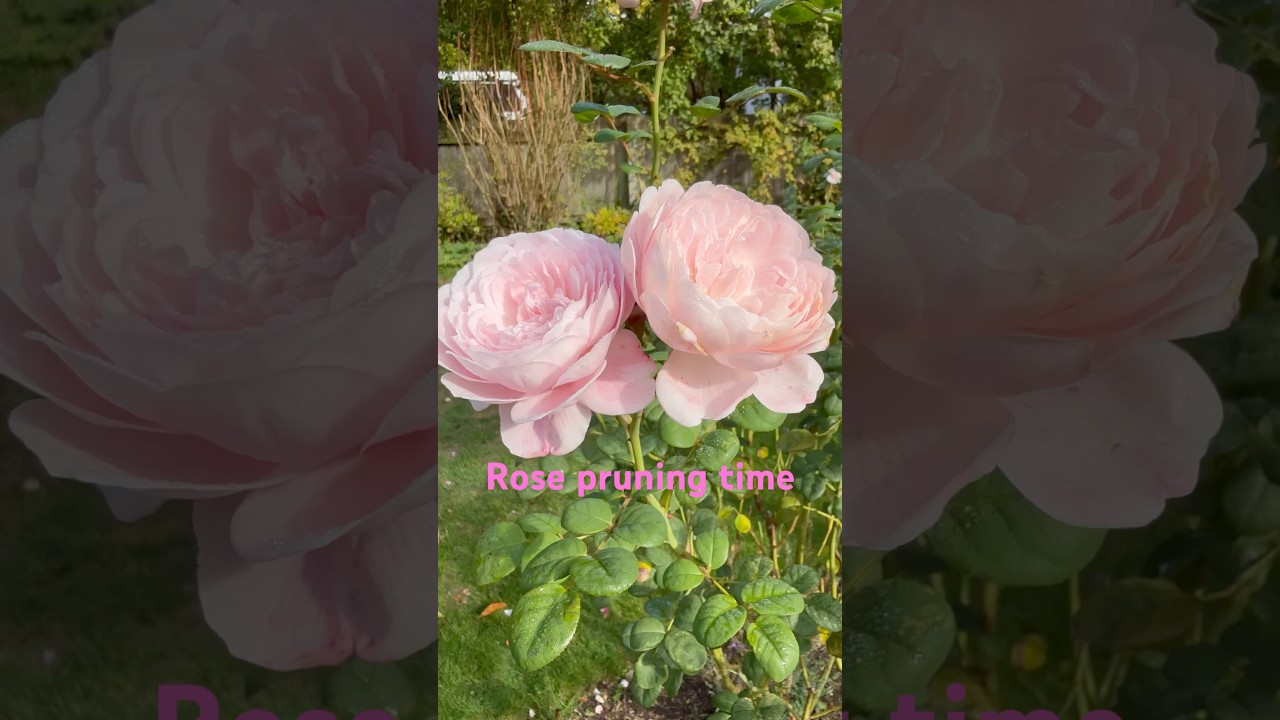 Autumn pruning on roses, 