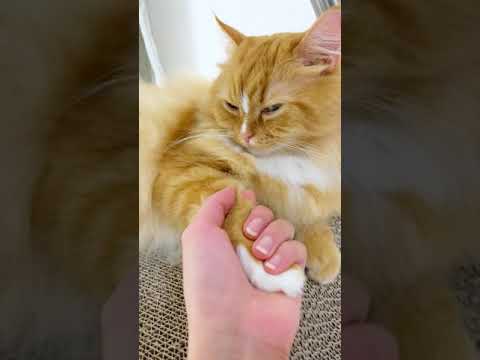 【ラガマフィン】猫と握手会してみた。