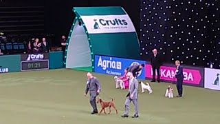 080-2. Crufts International Dog Show 2022 – Terrier Group Final screenshot 5