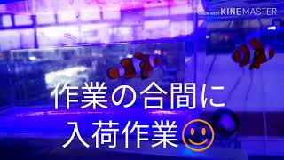 150㎝水槽立ち上げ&3月27日の入荷☺️