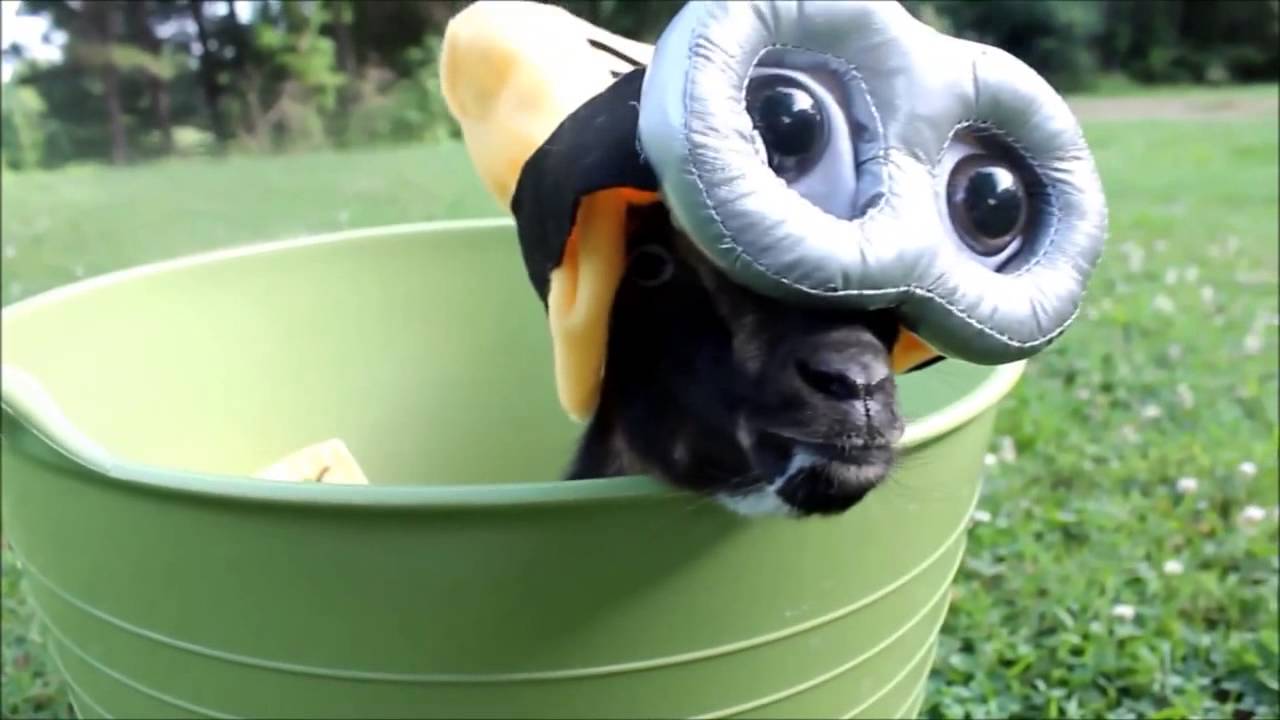 Precious baby goats dressed at Minions! YouTube