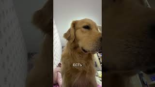 #viral #foryou #fyp #trending #comedy #love #shorts #foryoupage #reels #video #funny #like #cute