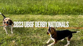 Beagle Field Trial/ UBGF Derby Nationals 2023