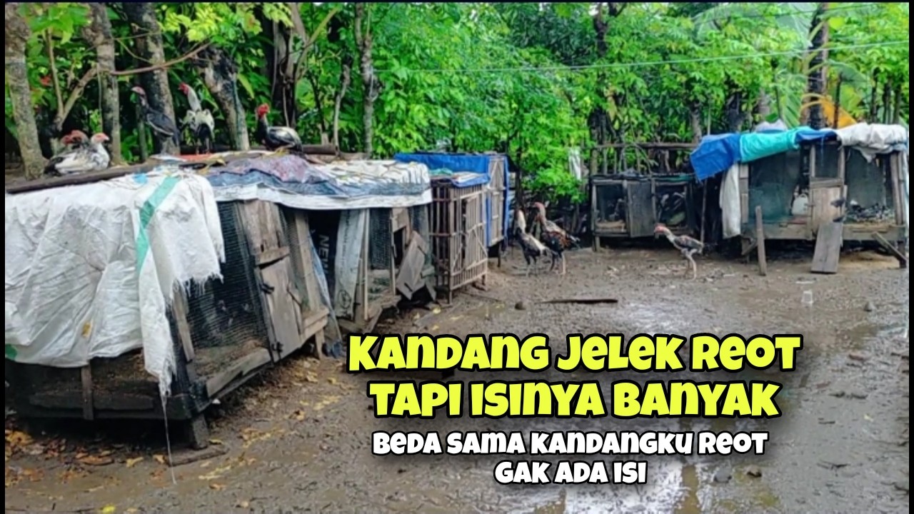 Kandang sama reotnya dan sangat becek tapi isi berbeda