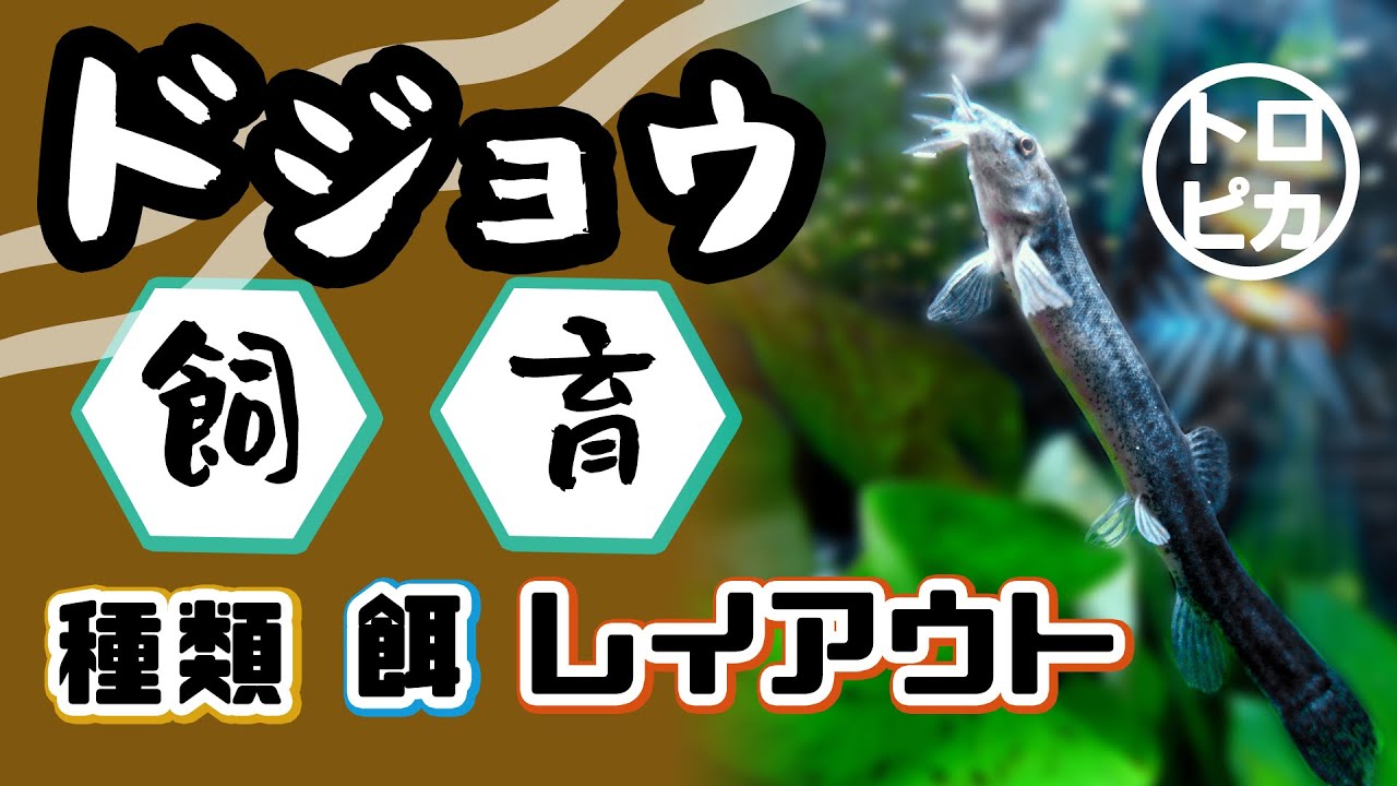 ドジョウを飼育してみよう ドジョウの種類は レイアウトは 餌は 東京アクアガーデン