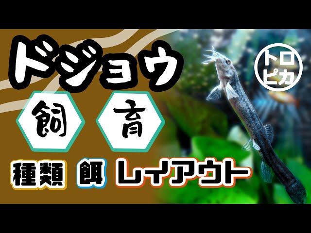 ドジョウ　専用ページ sddefault.jpg
