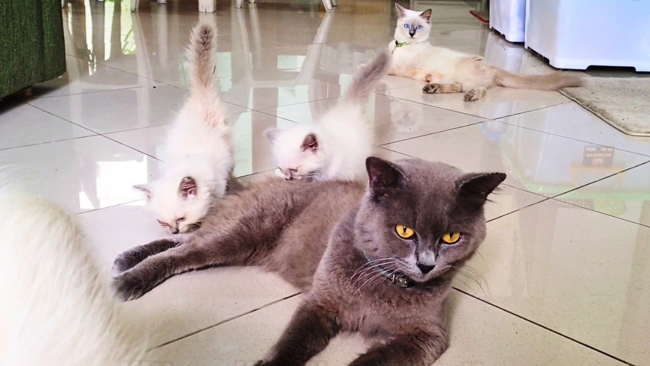 The Messenger: Ash Returns with News from the Outside World 🐾🗞️