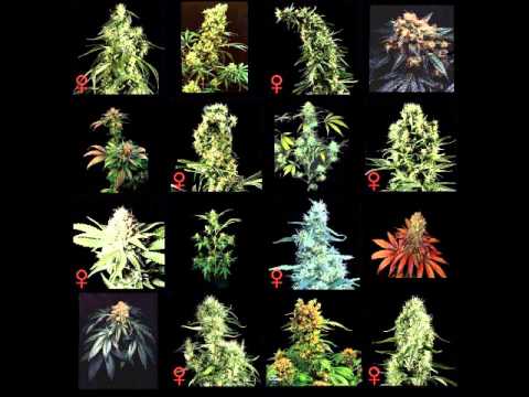 TRC Ft Zeo - One Two One Two - 4x4