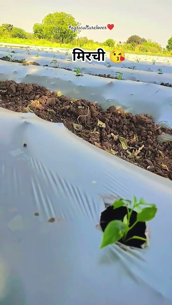 ❤️सैड व्हाट्सएप स्टेटस - ShareChat