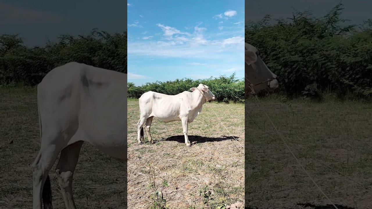 #89 View of lush green fields 