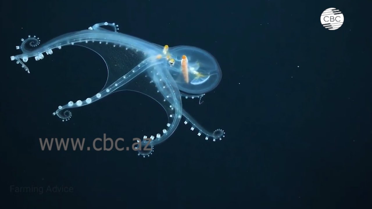 В Тихом океане замечено глубоководное существо с прозрачной кожей.