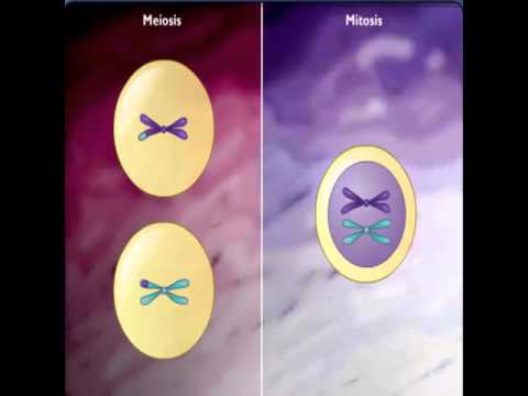 مقارنة بين الانقسام الميتوزي والميوزي