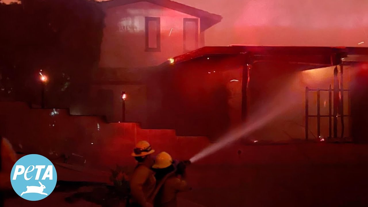 Los Angeles: Do Better for Animals!