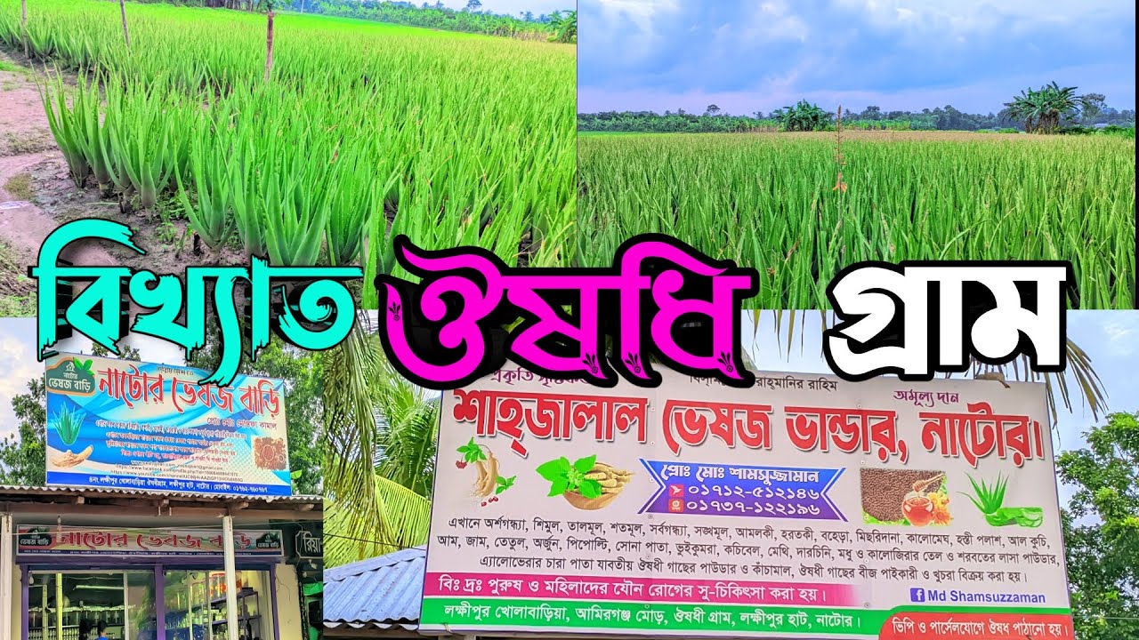 ঐতিহ্যবাহী ঔষধি গ্রাম — খোলাবাড়িয়া, লক্ষ্মীপুর, নাটোর