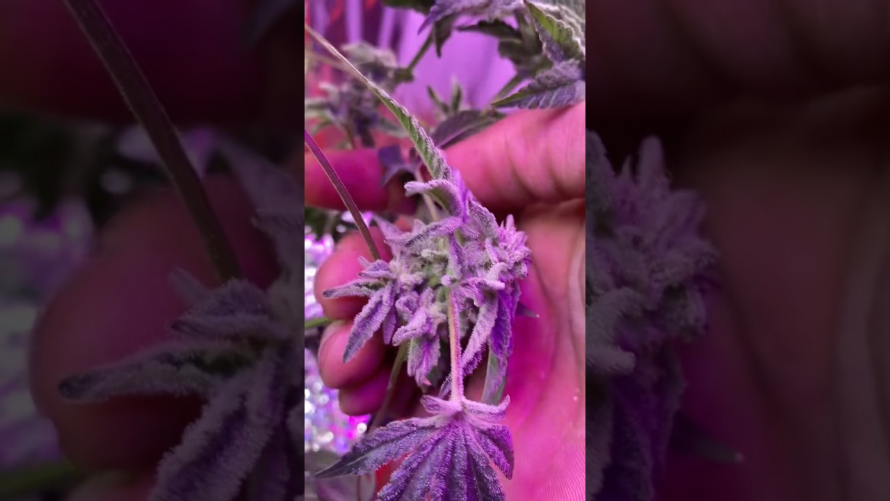 Seed to bud! Random seed from a shop it was the cheap seeeded weed 30$ a oz and let’s see 