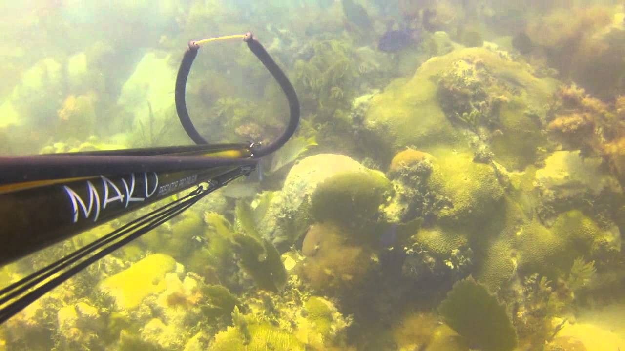 Spearfishing Marathon Key 5812 YouTube