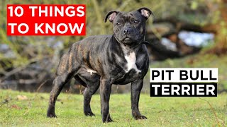 Never get Pitbull Before Knowing These Things!