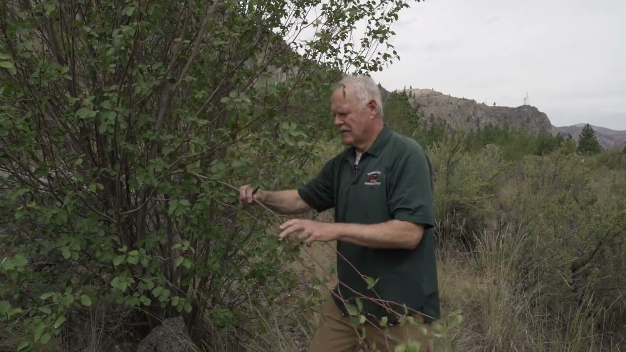 Ponderosa Pine and Fire
