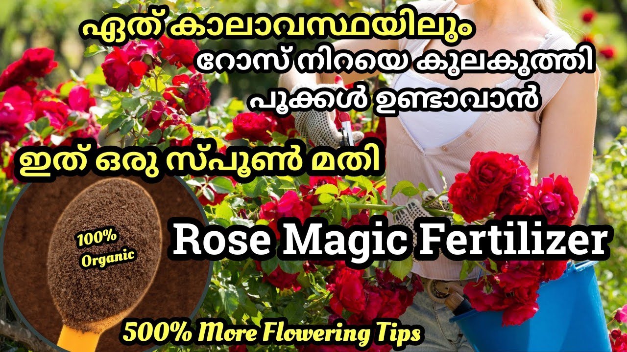 Best Magic Fertilizer for Rose plant / ഏത് കാലാവസ്ഥയിലും റോസിൽ  നിറയെ പൂക്കൾ ഉണ്ടാവാൻ ഈ വളം മതി