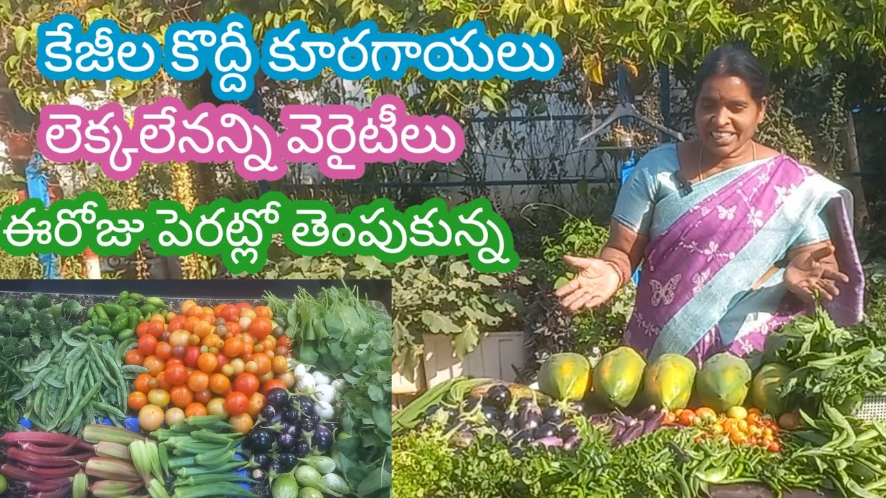 ఈరోజు మా పెరట్లో కూరగాయలు ఆ కూరలు పండ్లు జంబో హార్వెస్ట్ # harvest