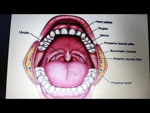 Anatomy of tonsil