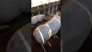 CERDOS GORDOS ,CON COMEDERO RUSTICO DE MADERA 100% FUNCIONAL .