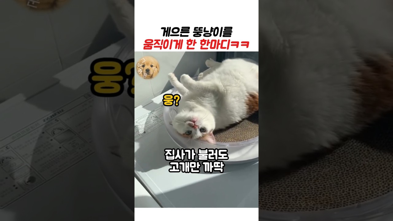 게으른 뚱냥이를 움직이게 한 한마디ㅋㅋ #고양이 #동물