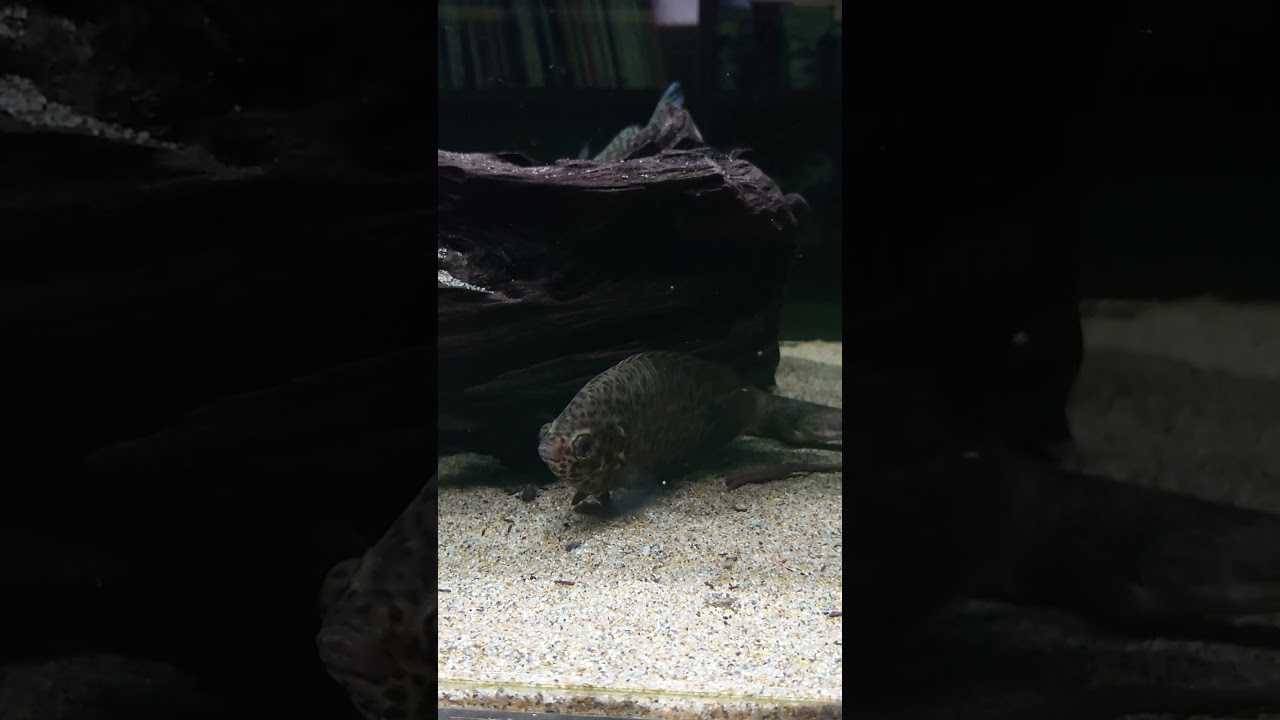 【No.824】レオパードクテノポマ(Ctenopoma acutirostre)