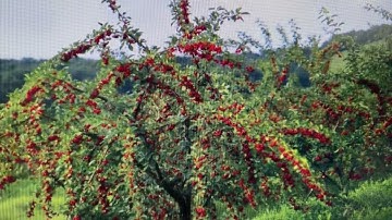 Kindergarten Knowledge Unit 4 Lesson 8: Deciduous Trees