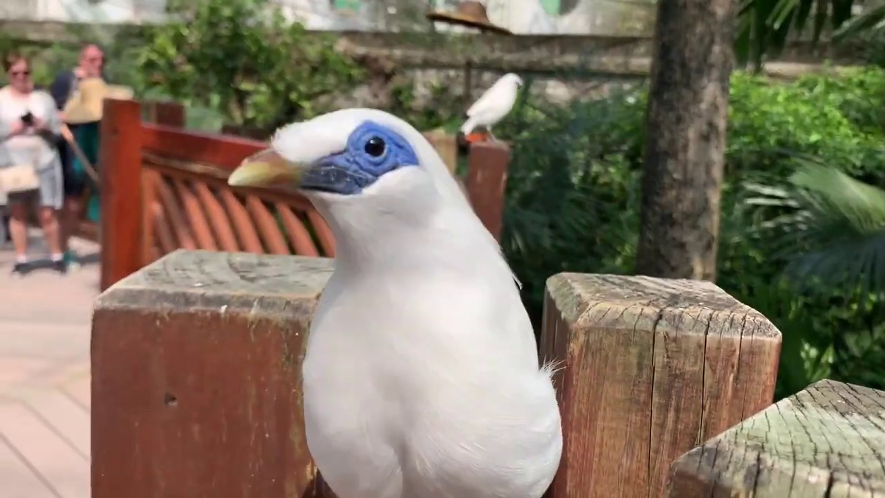 Close Up with a Bali Myna Leucopsar Rothschildi (NO ZOOM) 