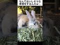 うさぎ「これウマすぎやろ！！！」