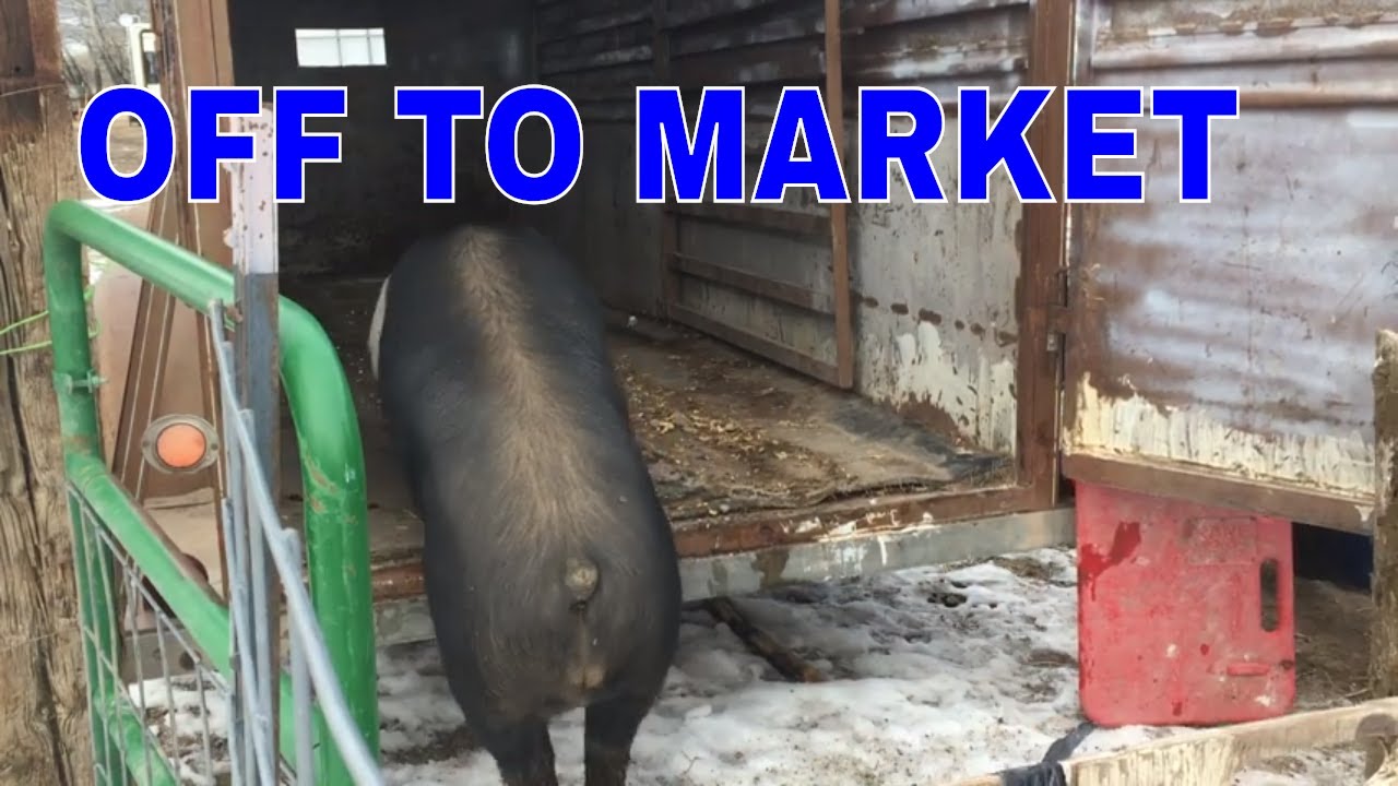 TAKING PIG TO BUTCHER