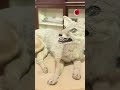 What Animals Are Preserved at Karachi Museum?