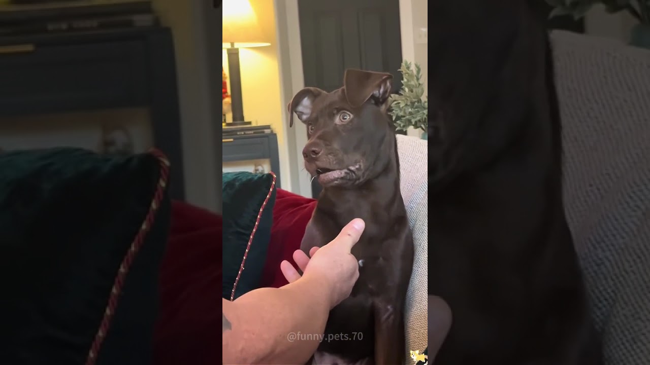 When your dog understands English but pretends not to hear you 🤣 