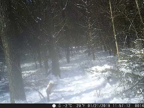 trail camera Two coyotes in the snow