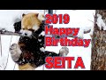 【レッサーパンダ】今日はセイタの誕生日 Red Panda SEITA at Maruyama Zoo