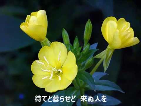 宵待草　ギターソロ