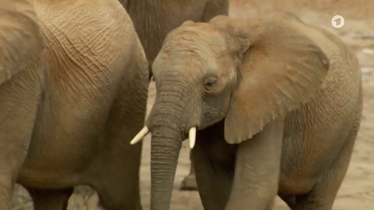 Das Geheimnis der Wüstenelefanten