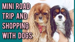 Mini Road Trip with my Cavalier King Charles Spaniels
