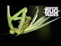 Bronzed Huntsman Spider vs  Slender Necked Mantis | MONSTER BUG WARS