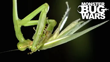 Bronzed Huntsman Spider vs  Slender Necked Mantis | MONSTER BUG WARS