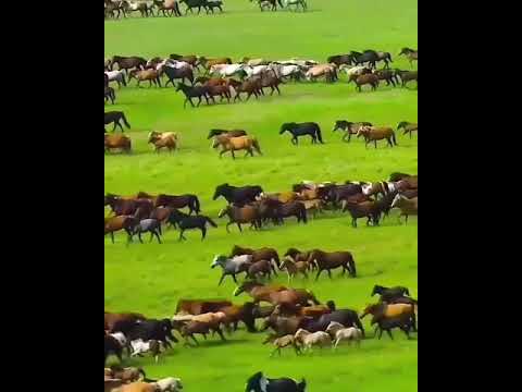 wild horses in