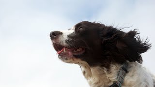 The Remarkable Role of English Springer Spaniels in Disaster Response