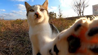カメラが気になってしかたがない野良猫