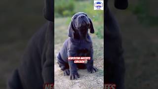 Neapolitan Mastiff (Napoleon) Puppies available at Gurgaon @PUPPYTOHOME 9354705896 #mastiff #dog