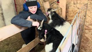 Meet Willoughby | 12 goats of Christmas Day 5
