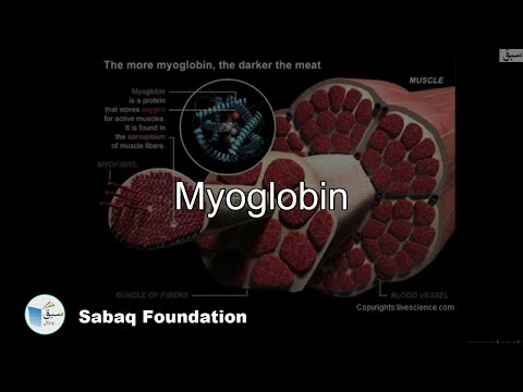 洋書 Myoglobin: Biochemical, Physiological Myoglobin 95-100 , essentially salt-free, lyophilized powder