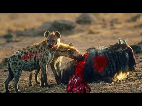 Top 5 Brutal eaten alive moments of Hyenas